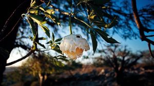 flor baobab